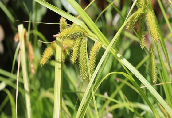 Conservação de <em>Carex antoniensis</em>