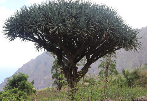 Conservação de Árvores Endémicas ameaçadas de Cabo Verde