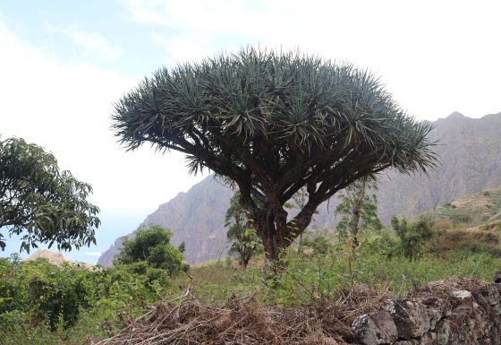 Conservação de Árvores Endémicas ameaçadas de Cabo Verde
