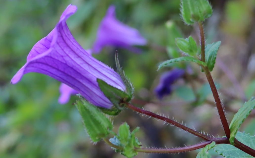 Vista lateral flor C. feijoana_Terrimar 𝘊𝘢𝘮𝘱𝘢𝘯𝘶𝘭𝘢 𝘧𝘦𝘪𝘫𝘰𝘢𝘯𝘢 - Flôr
