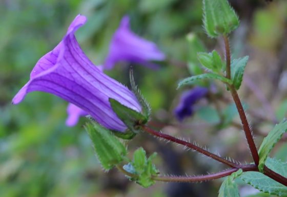 CONSERVAÇÃO PARTICIPATIVA DE PLANTAS ENDÉMICAS NA ILHA DE SANTO ANTÃO